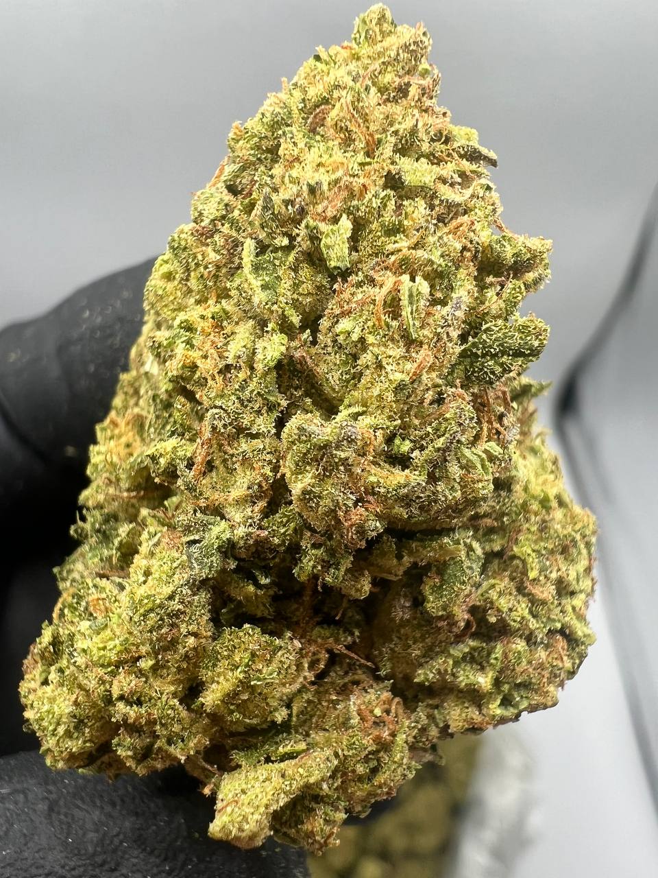 Guava Weed Strain Guava Weed Strain