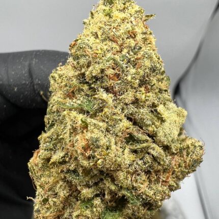 Master Kush