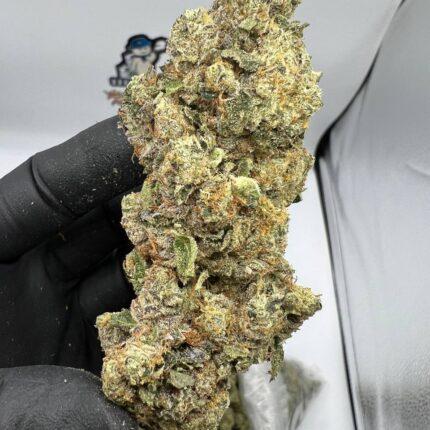 Mimosa Strain